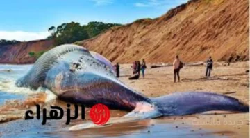 340 طنًا.. اكتشاف أضخم حيوان عرفته الأرض يتجاوز الحوت الأزرق 1